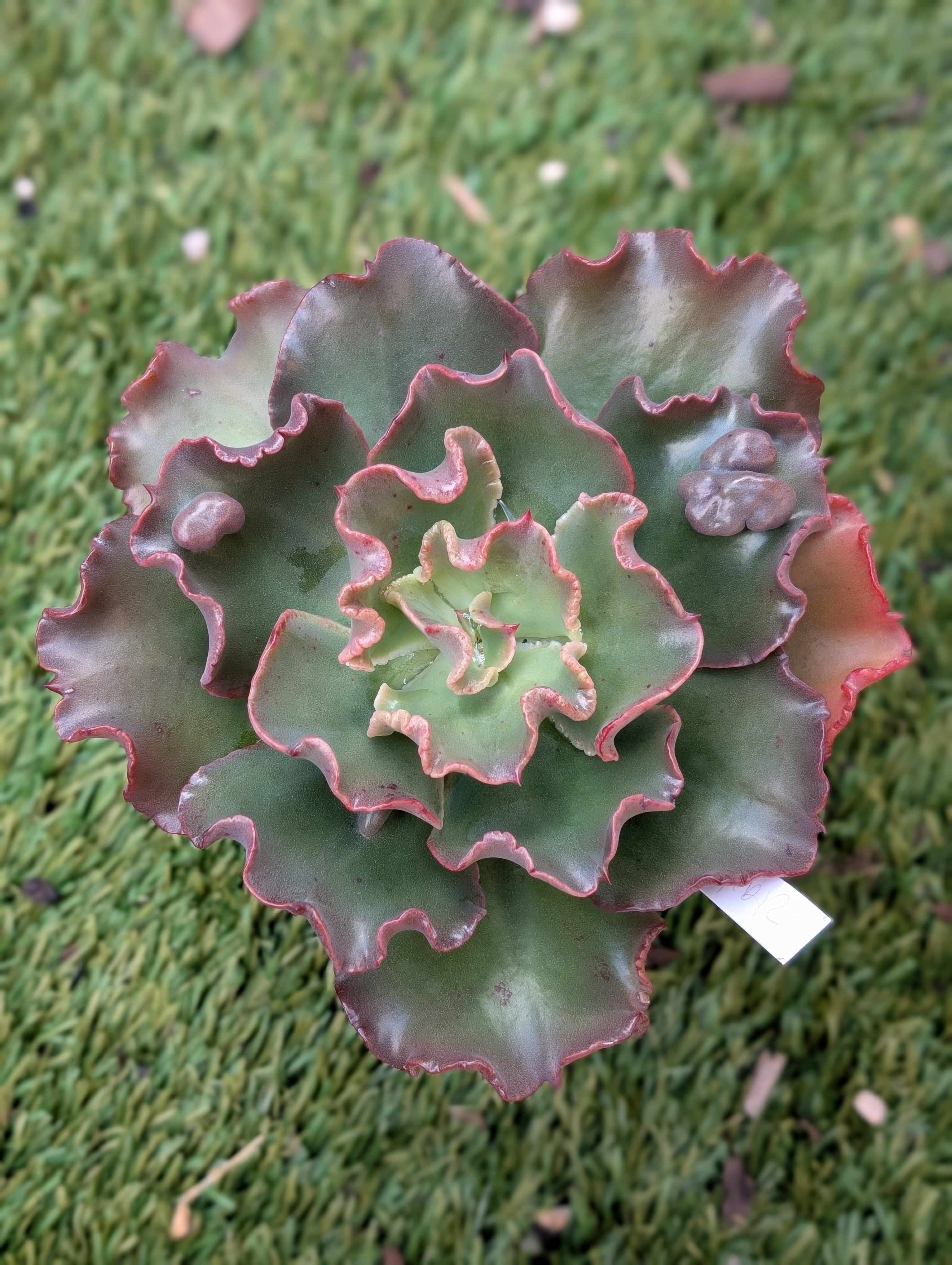 Echeveria Zigity