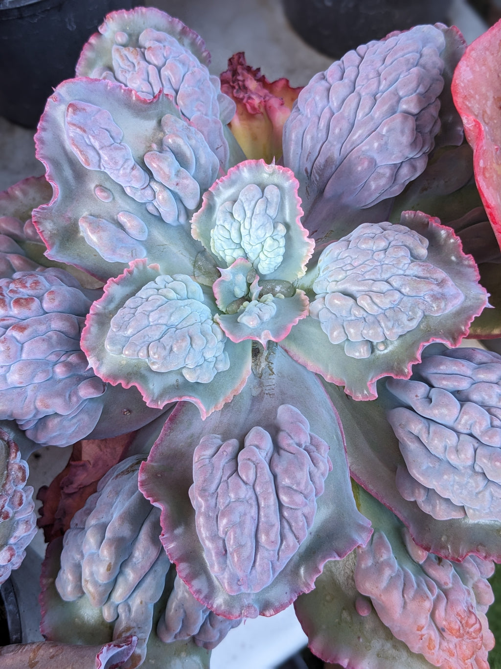 Echeveria Etna