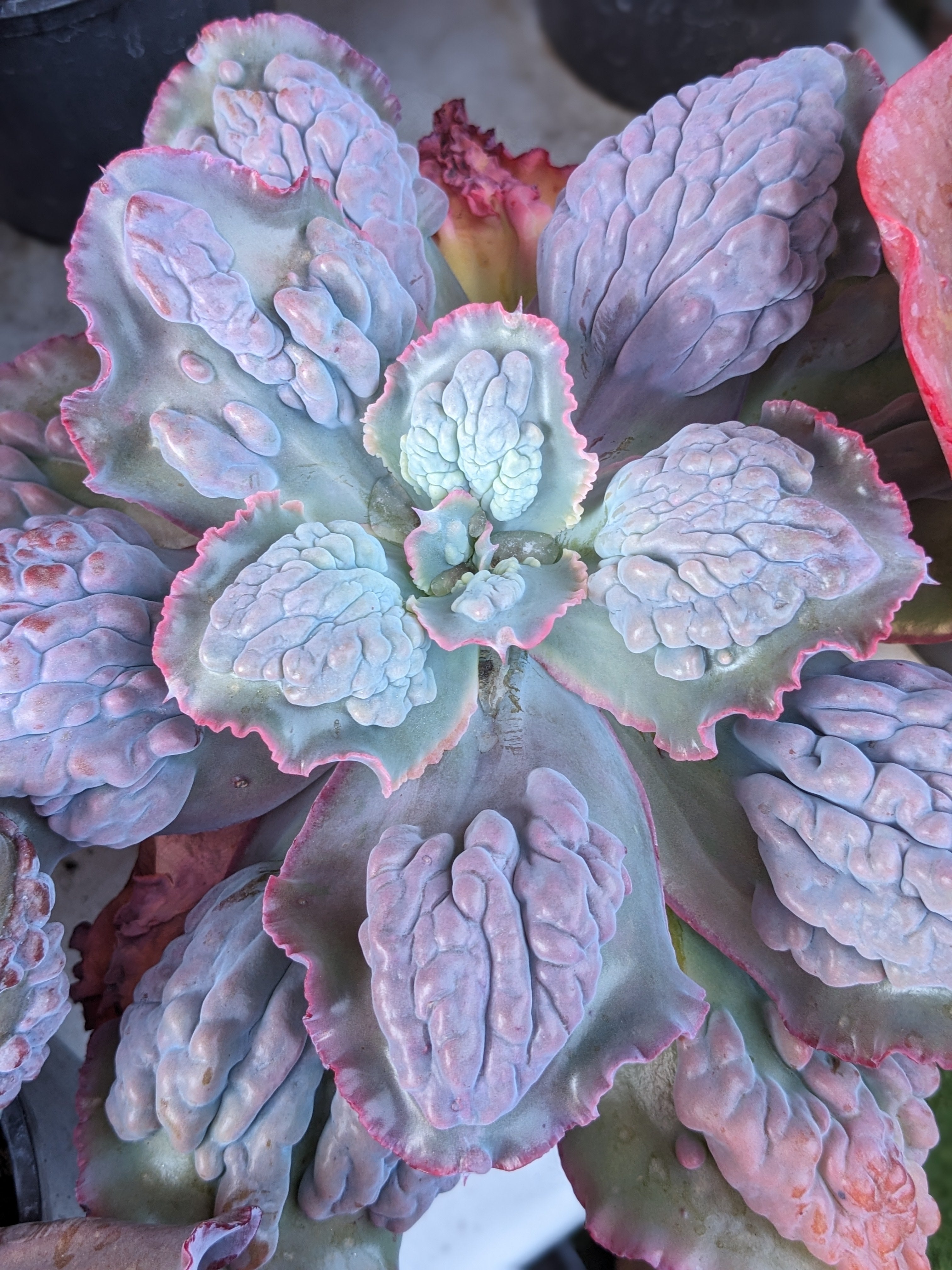 Echeveria Etna