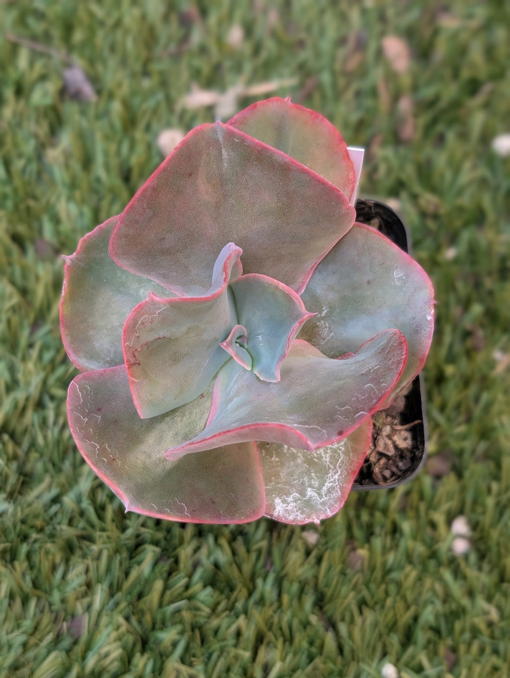 Echeveria Etna