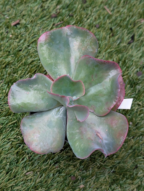 Echeveria Etna
