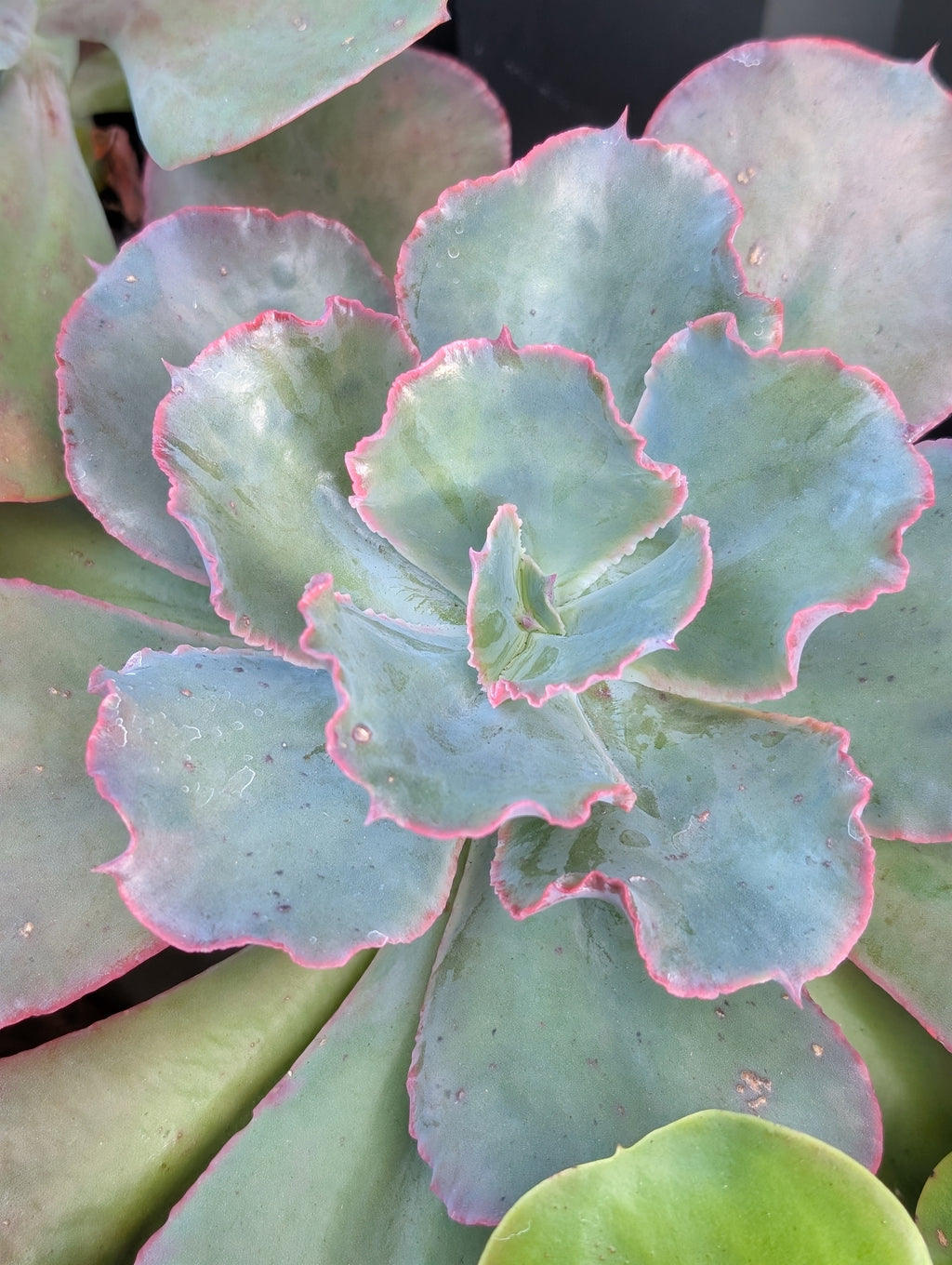 Echeveria Fabiana