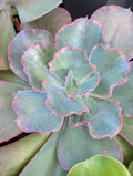 Echeveria Fabiana