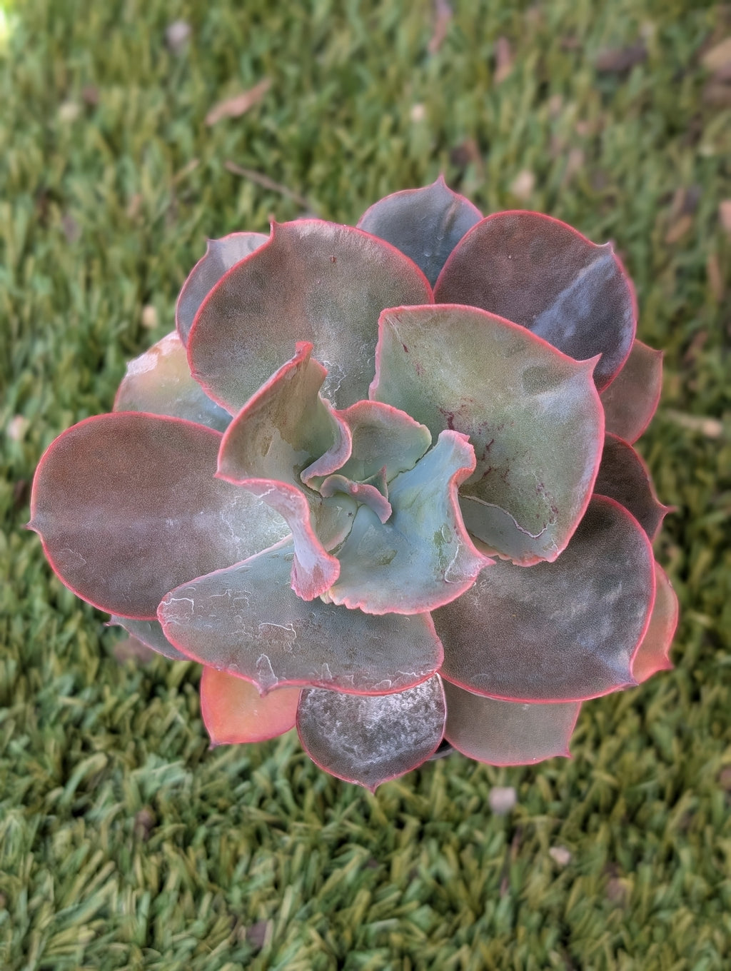 Echeveria Fabiana