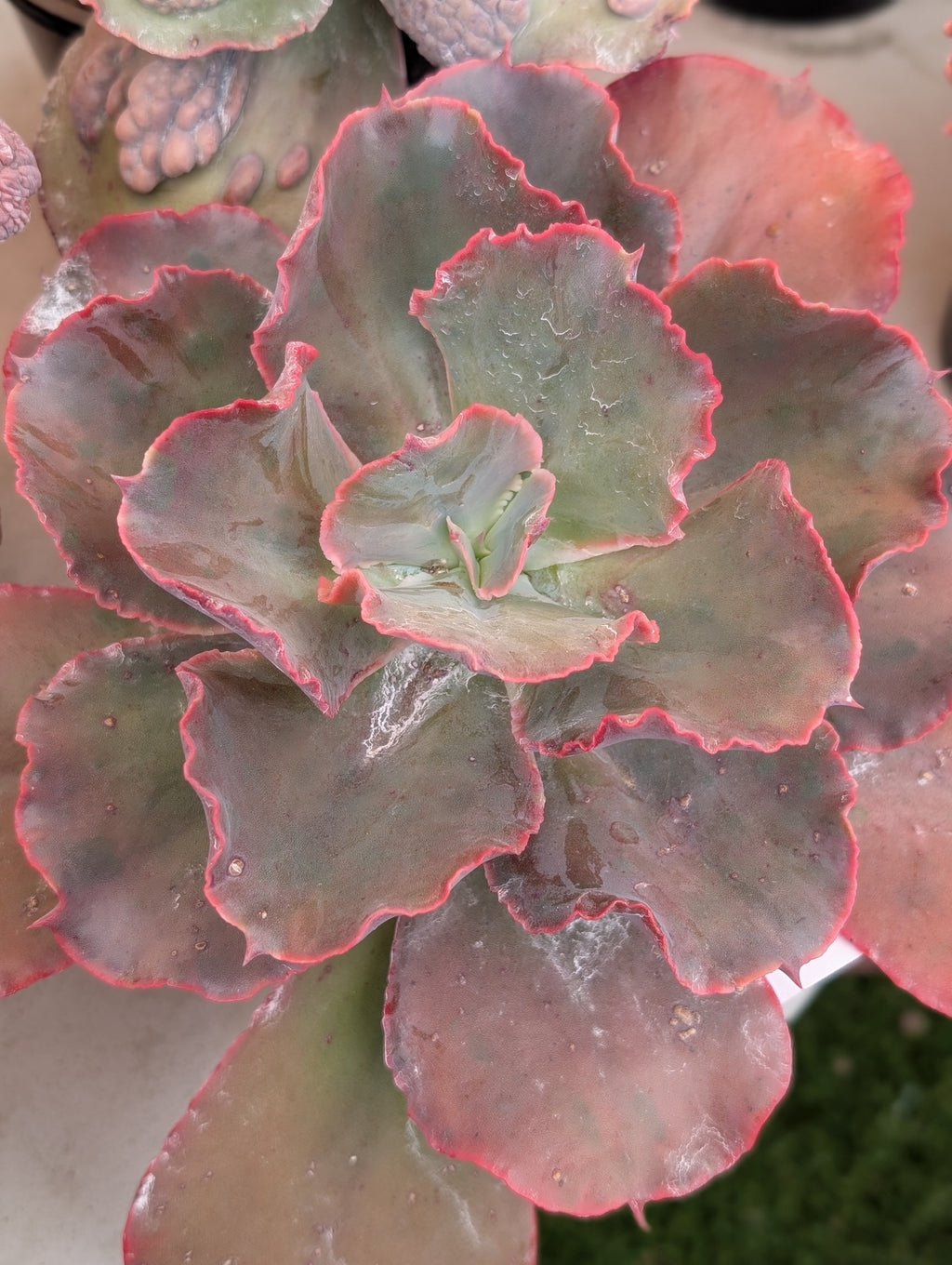 Echeveria Fabiana