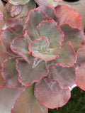 Echeveria Fabiana