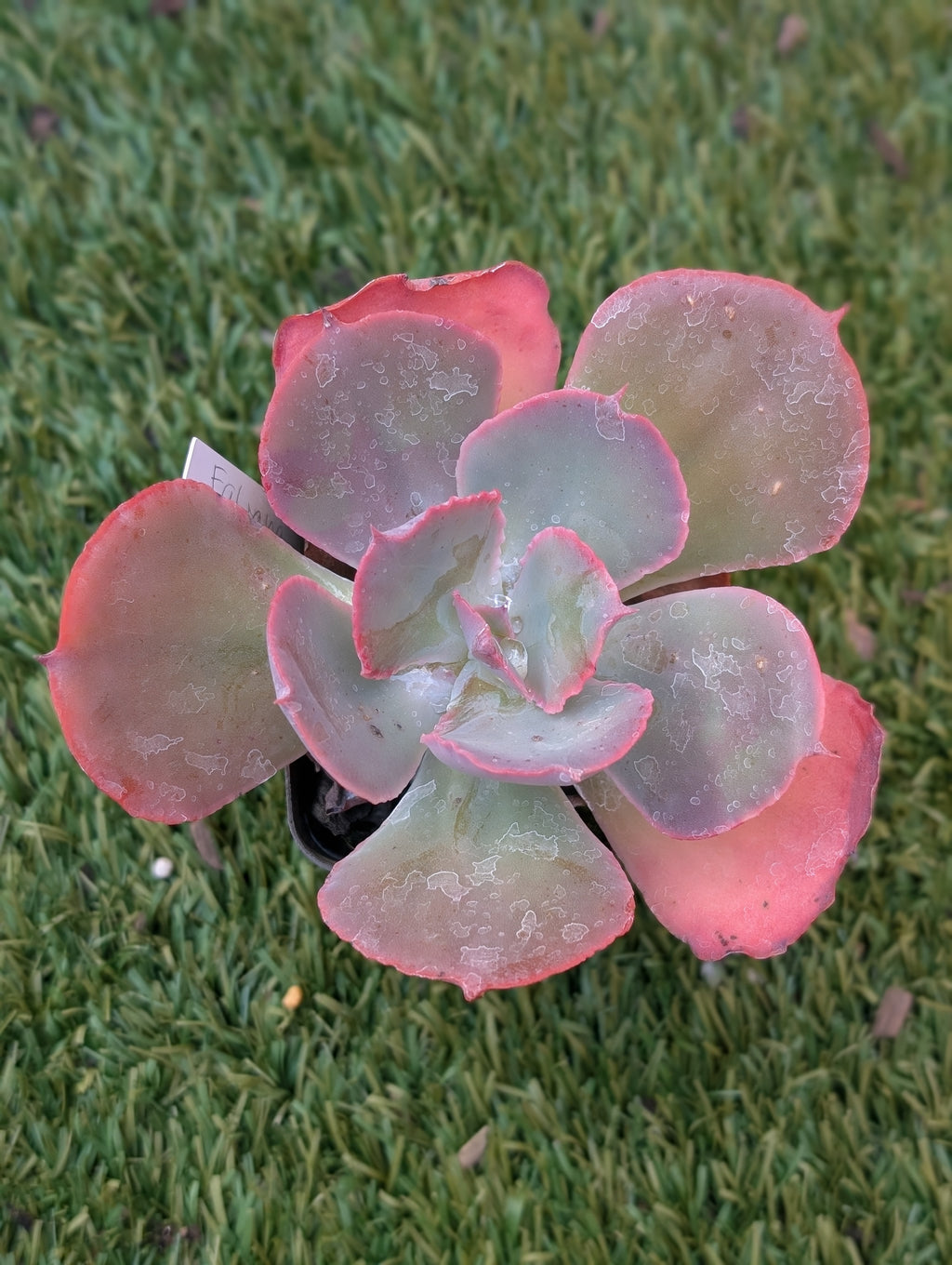 Echeveria Fabiana