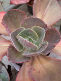Echeveria Fantastique
