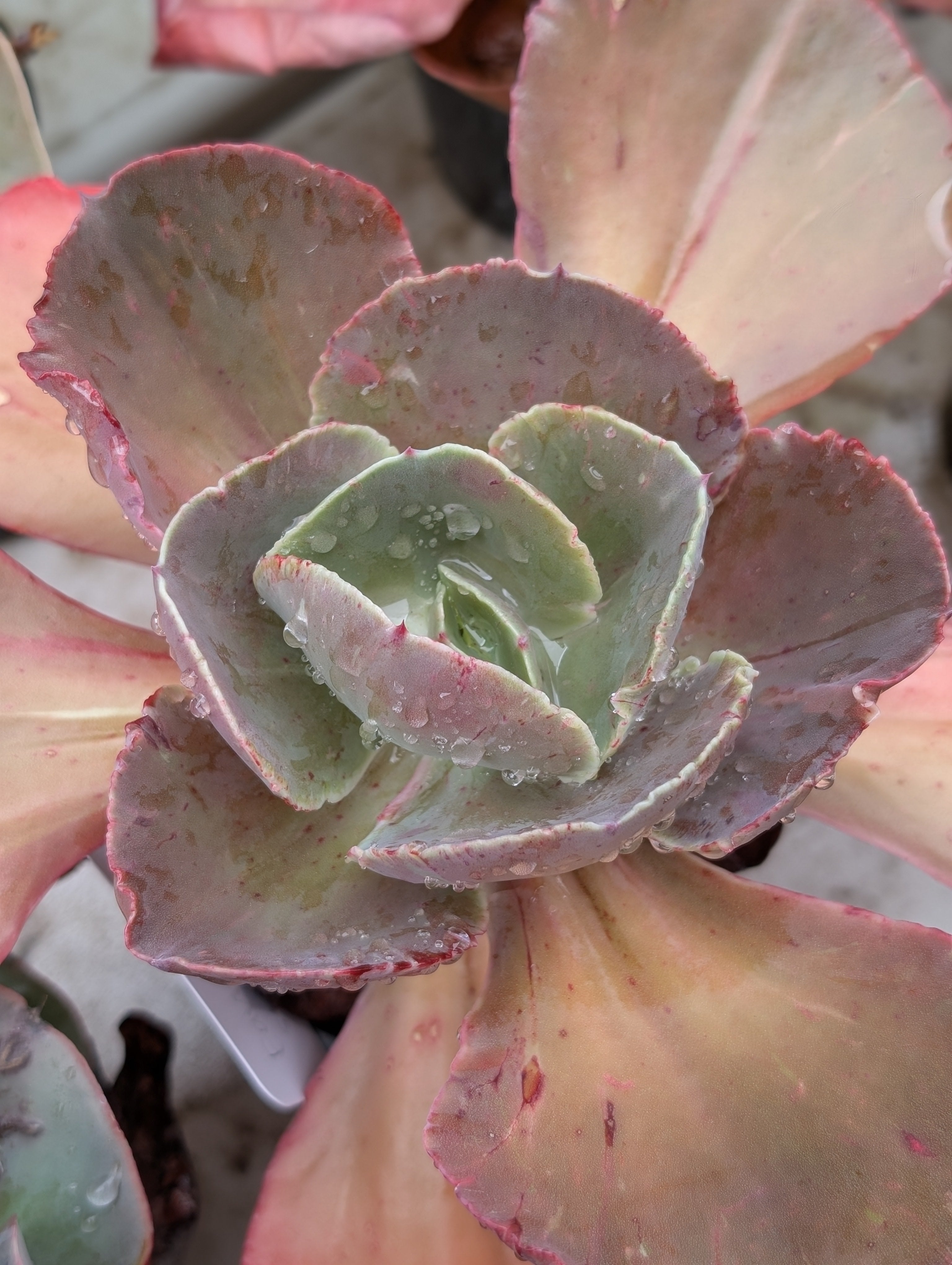 Echeveria Fantastique