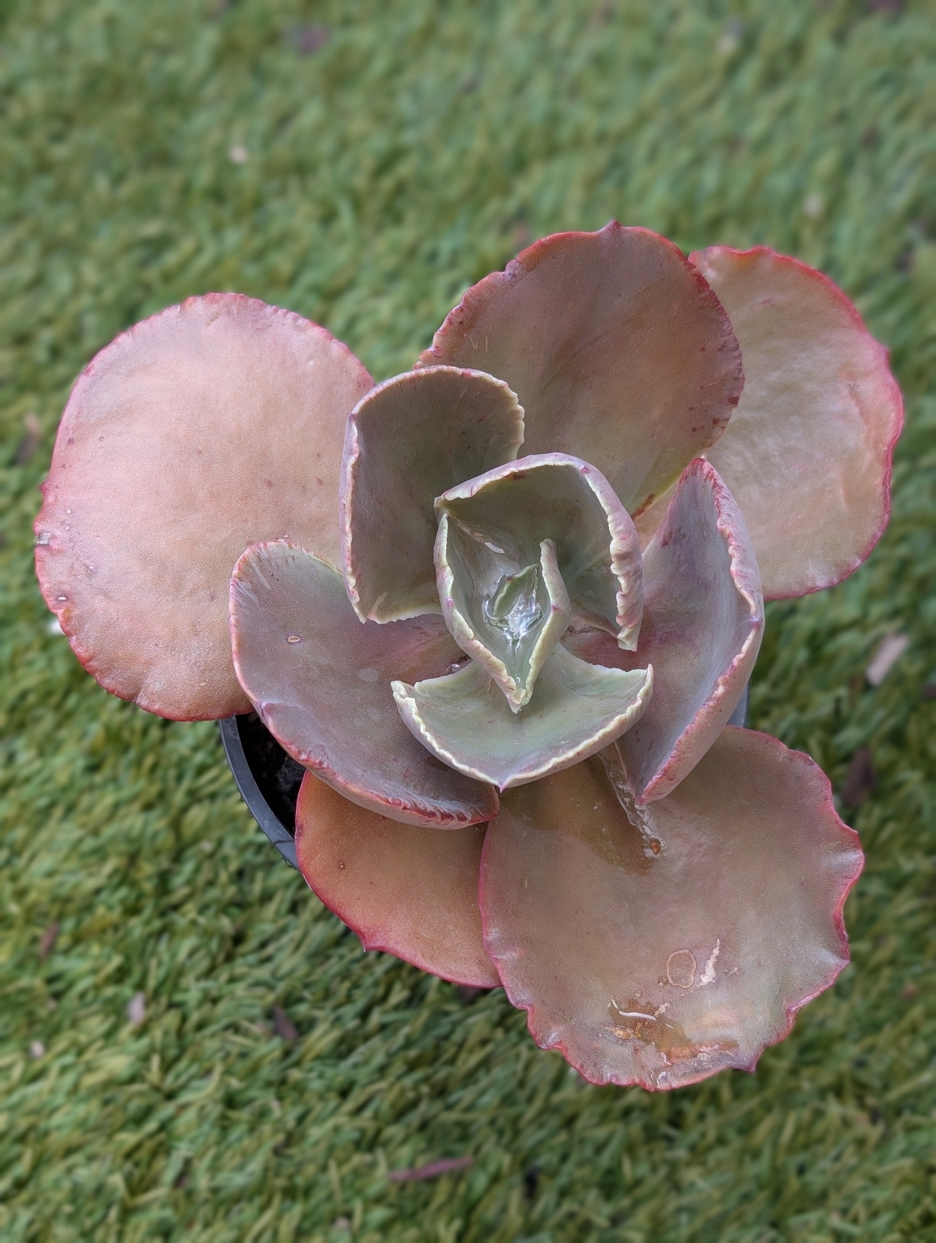 Echeveria Fantastique