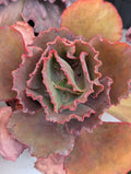 Echeveria Fiery Spider