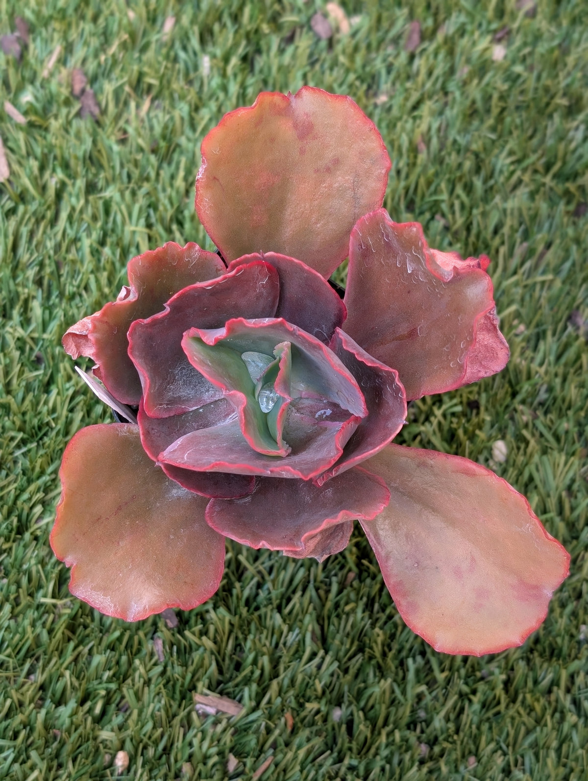 Echeveria Fiery Spider