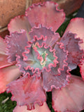 Echeveria Fire & Ice