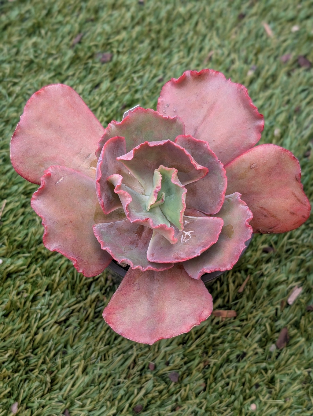 Echeveria Fire & Ice