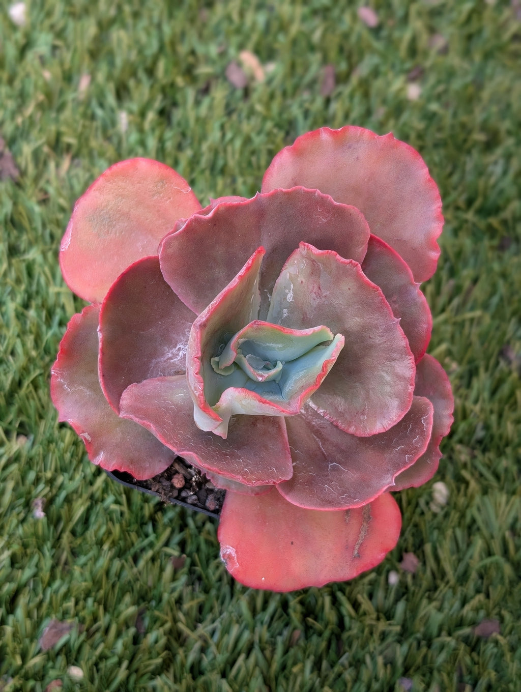 Echeveria Fire & Ice