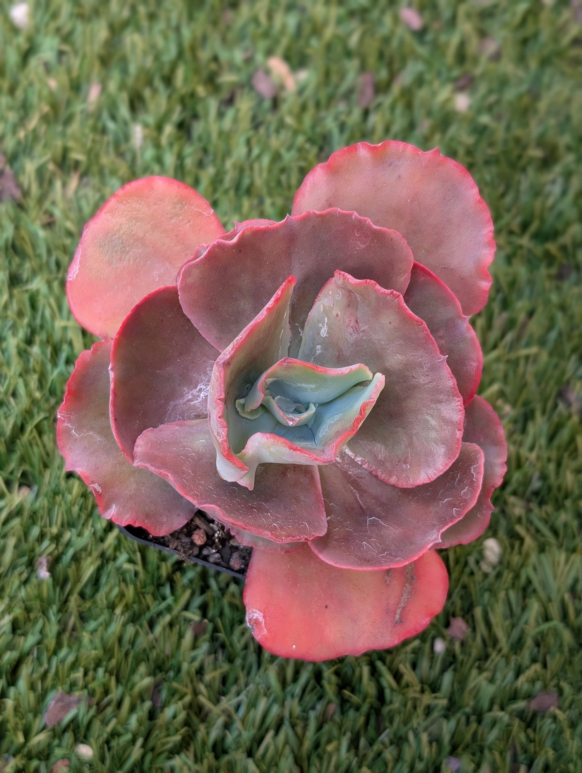 Echeveria Fire & Ice