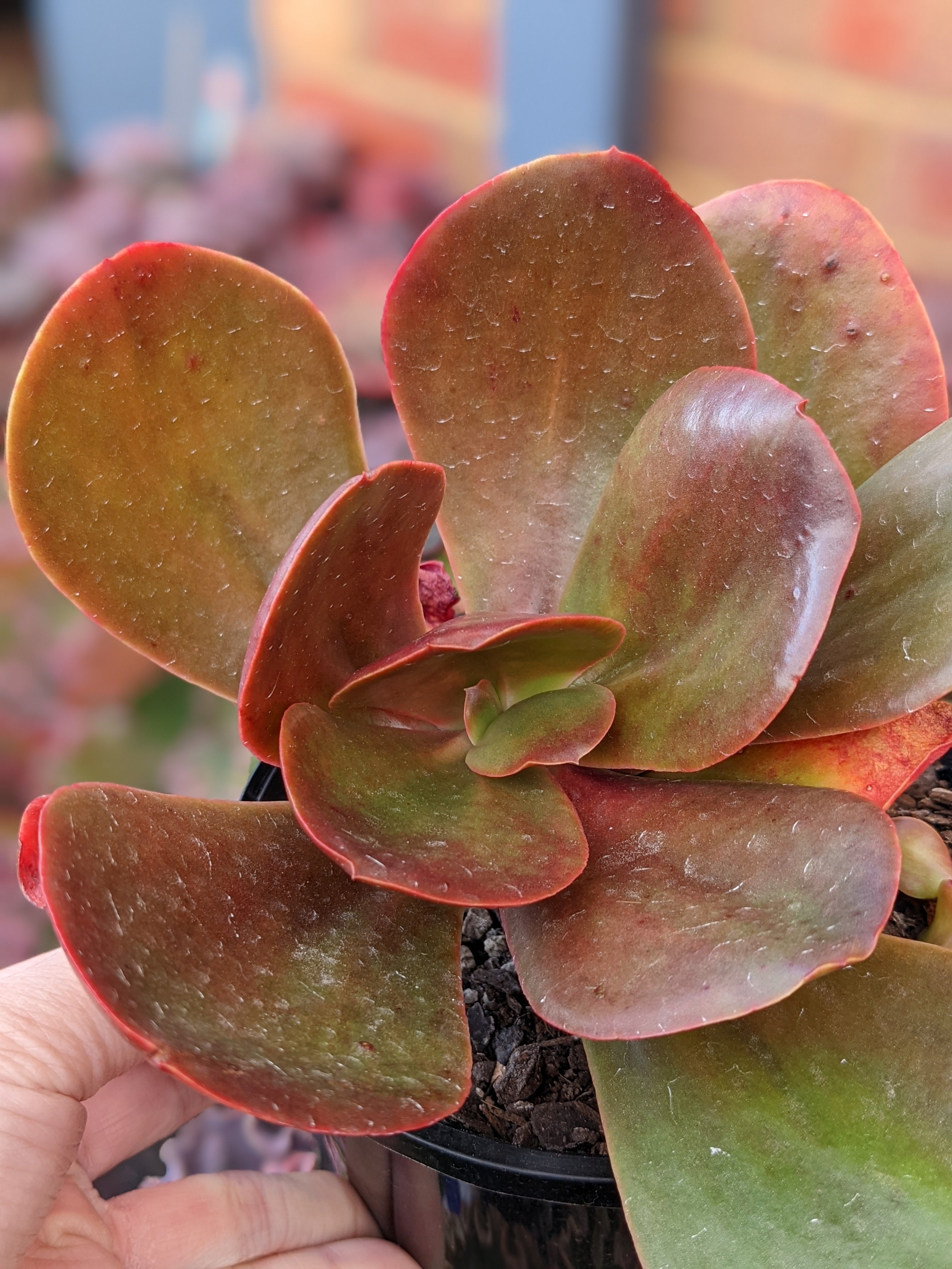 Echeveria Fireball