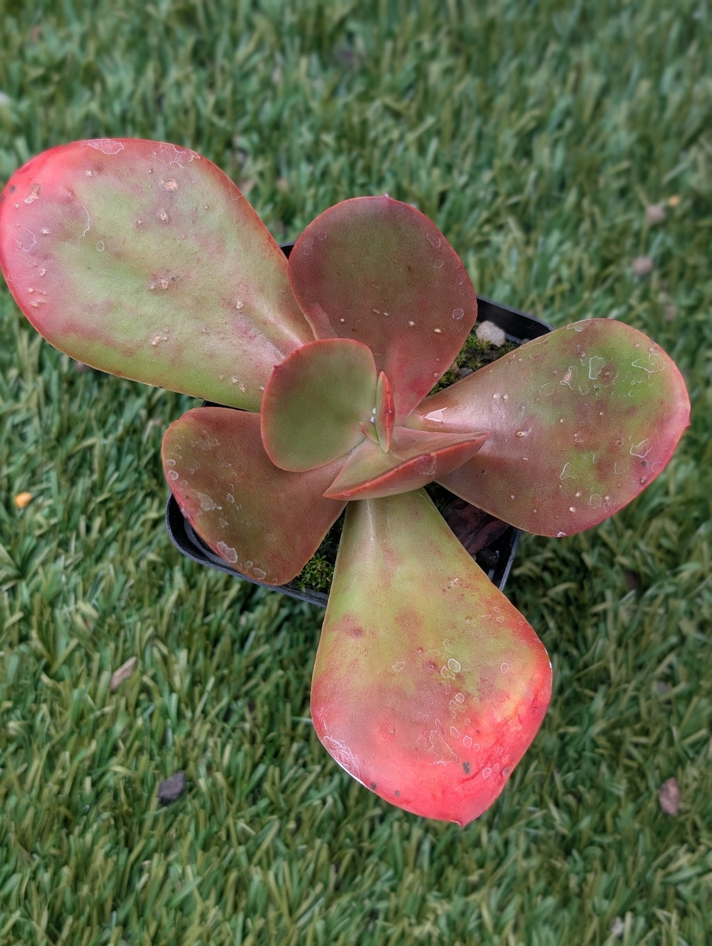 Echeveria Fireball