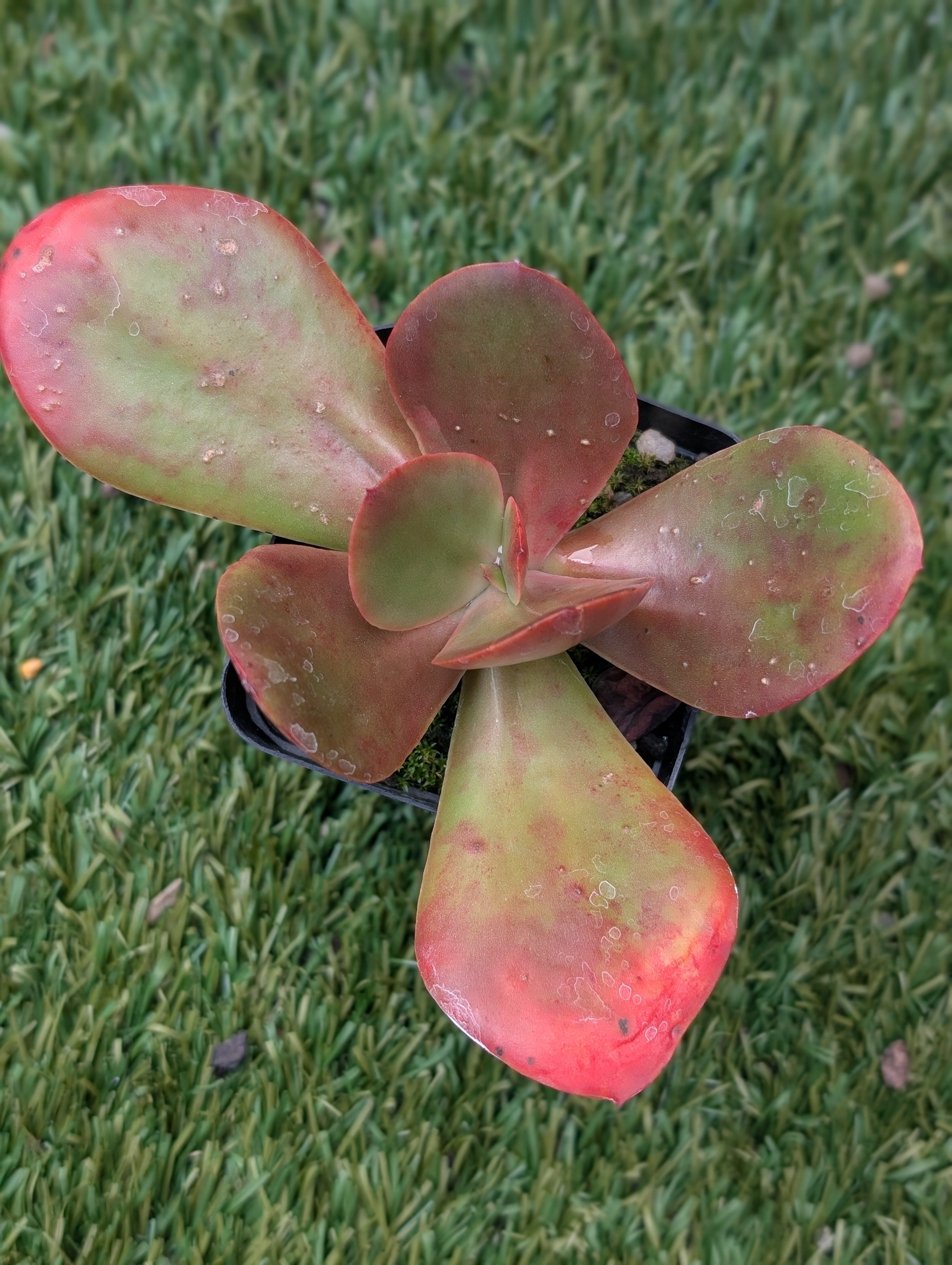 Echeveria Fireball