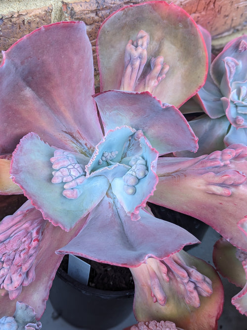 Echeveria Galaxy