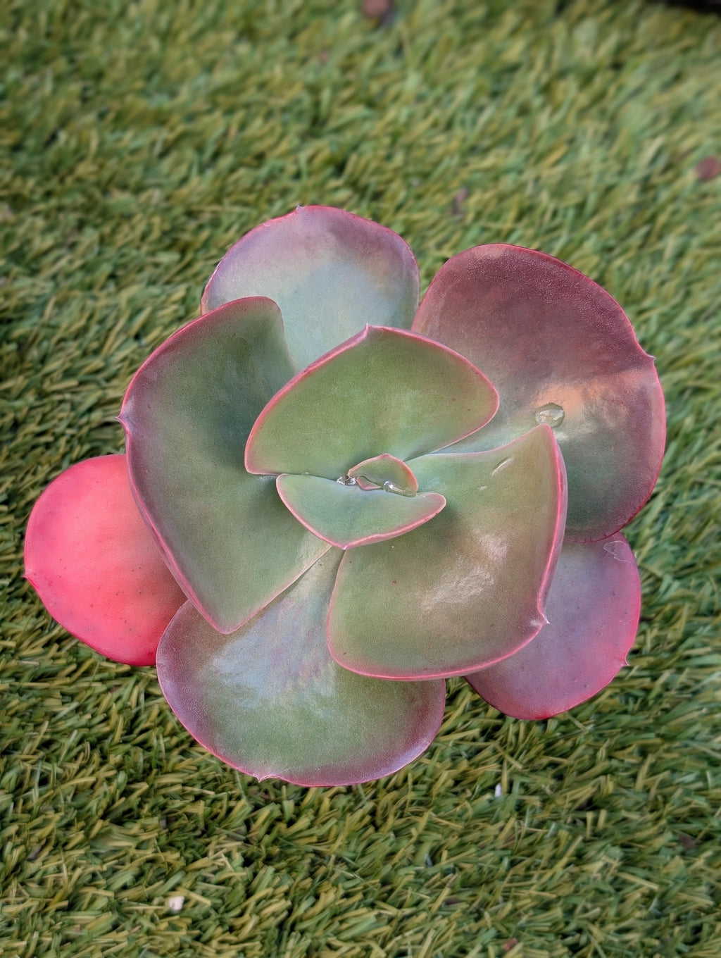 Echeveria Galaxy