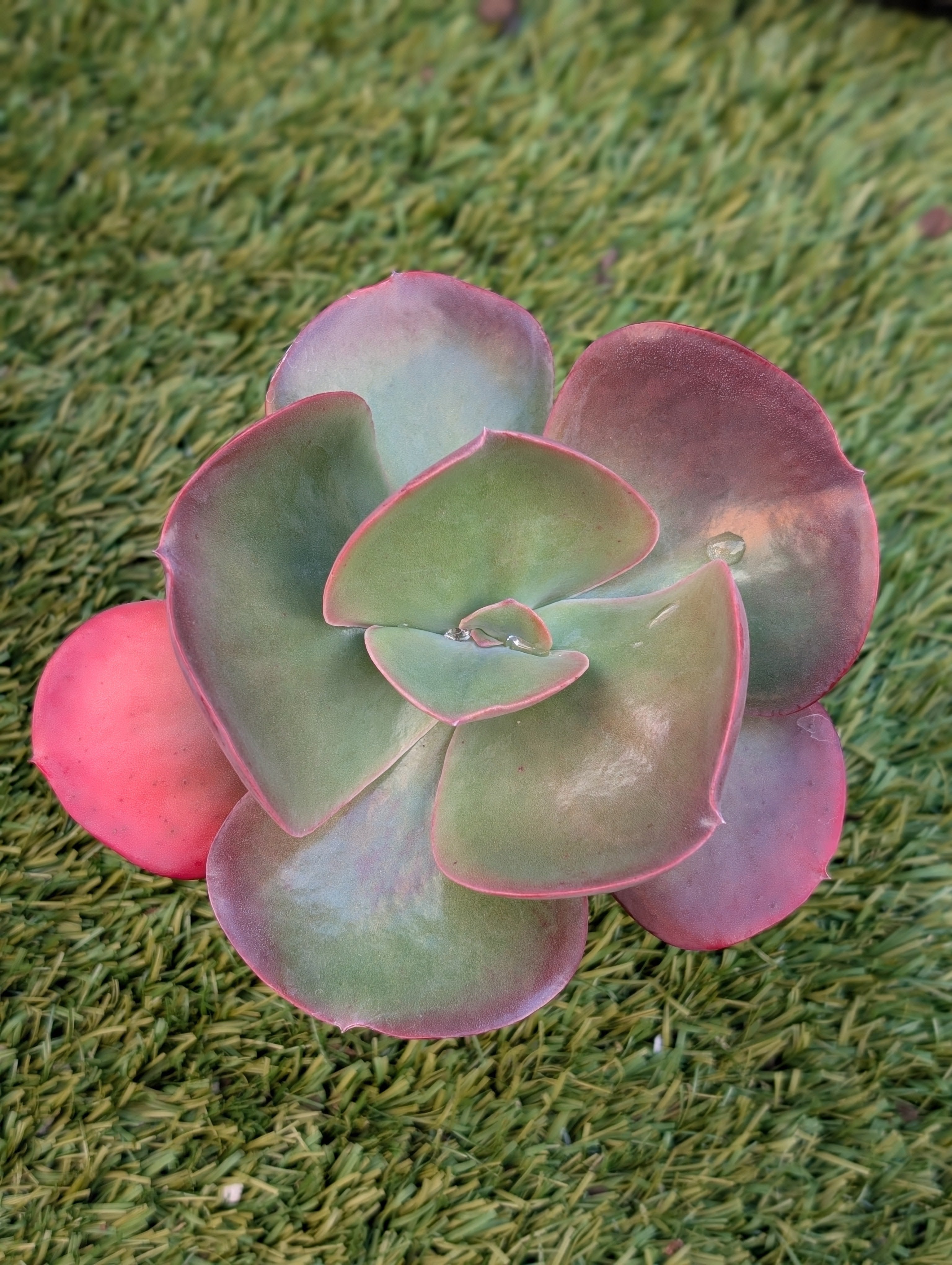 Echeveria Galaxy