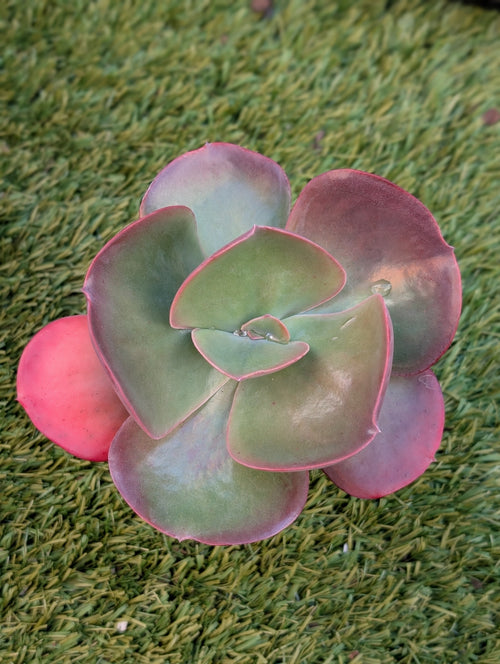 Echeveria Galaxy