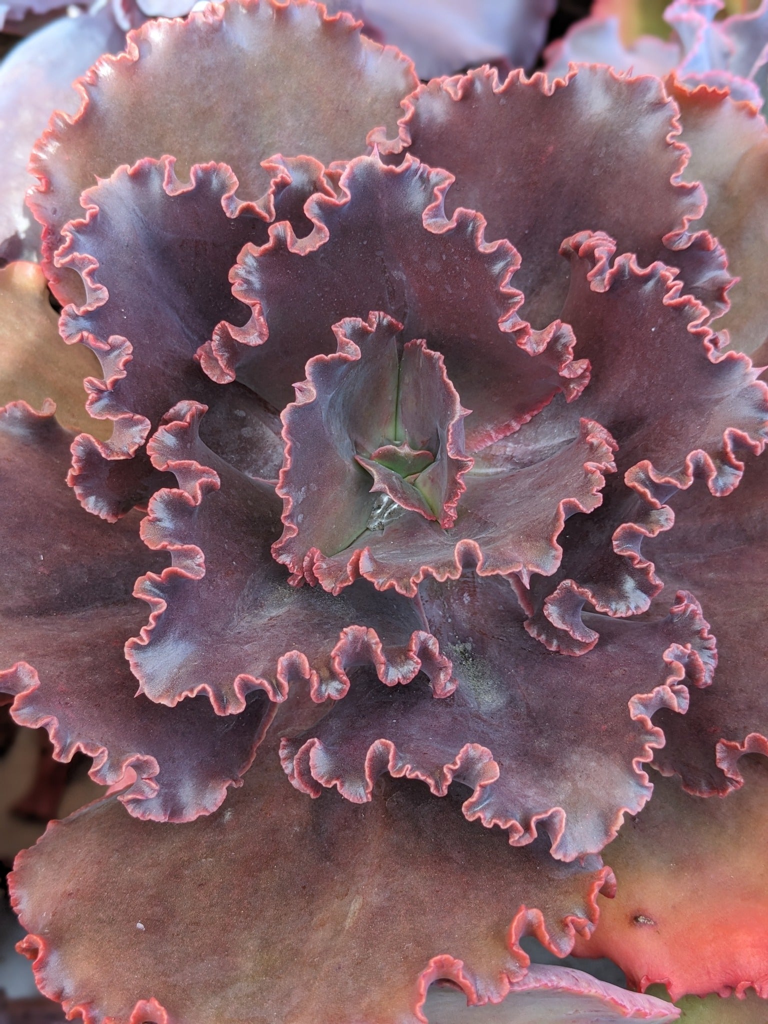 Echeveria Garnet