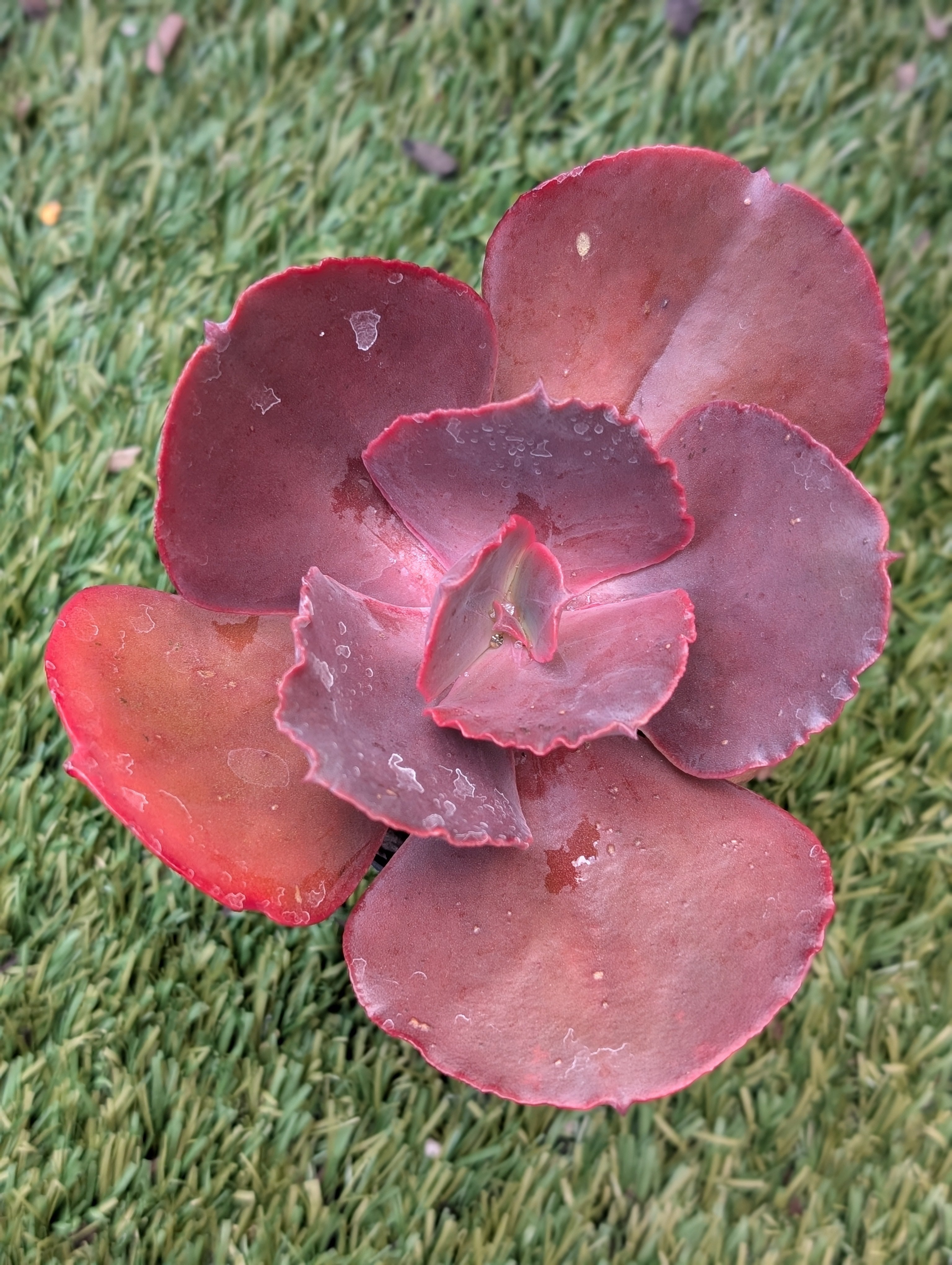 Echeveria Garnet