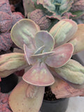 Echeveria Gibbiflora Carunculata