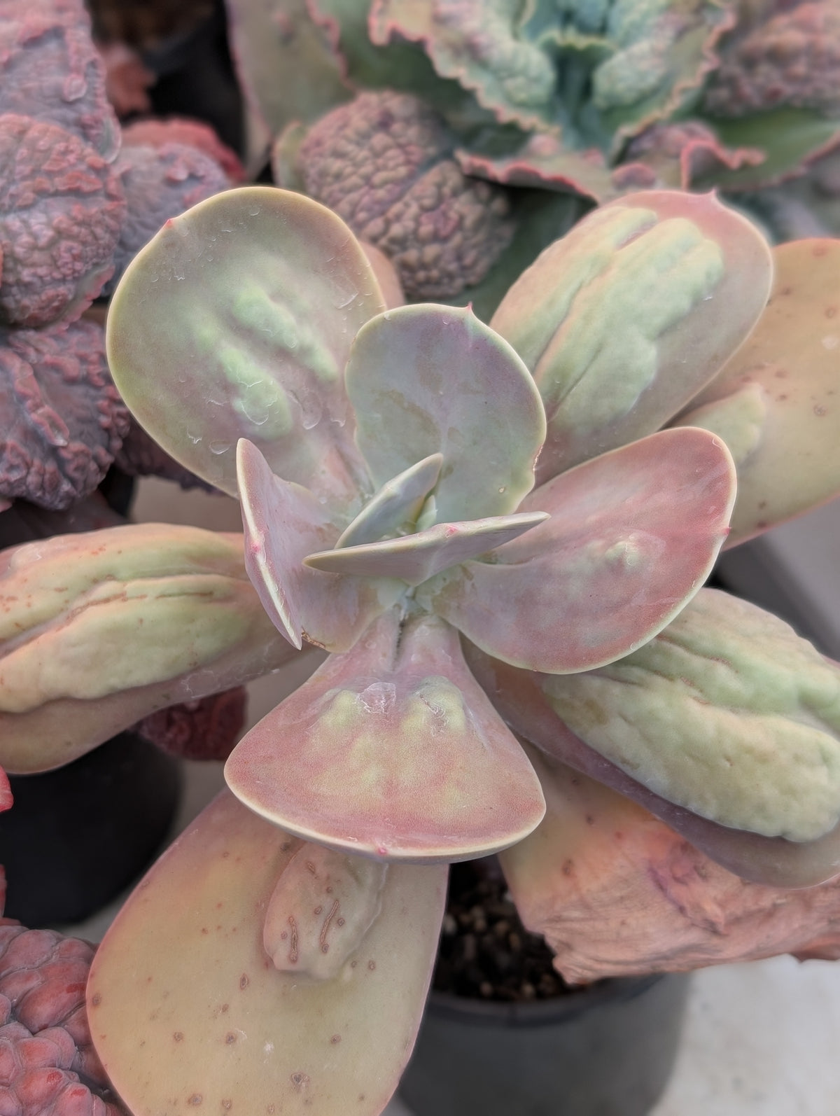Echeveria Gibbiflora Carunculata