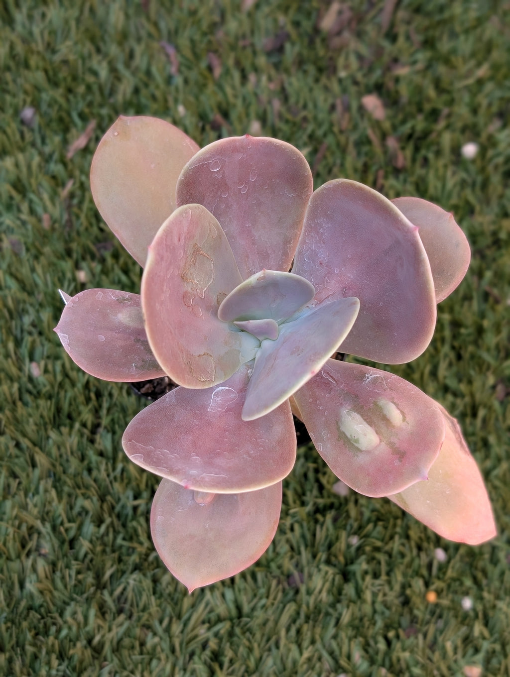 Echeveria Gibbiflora Carunculata