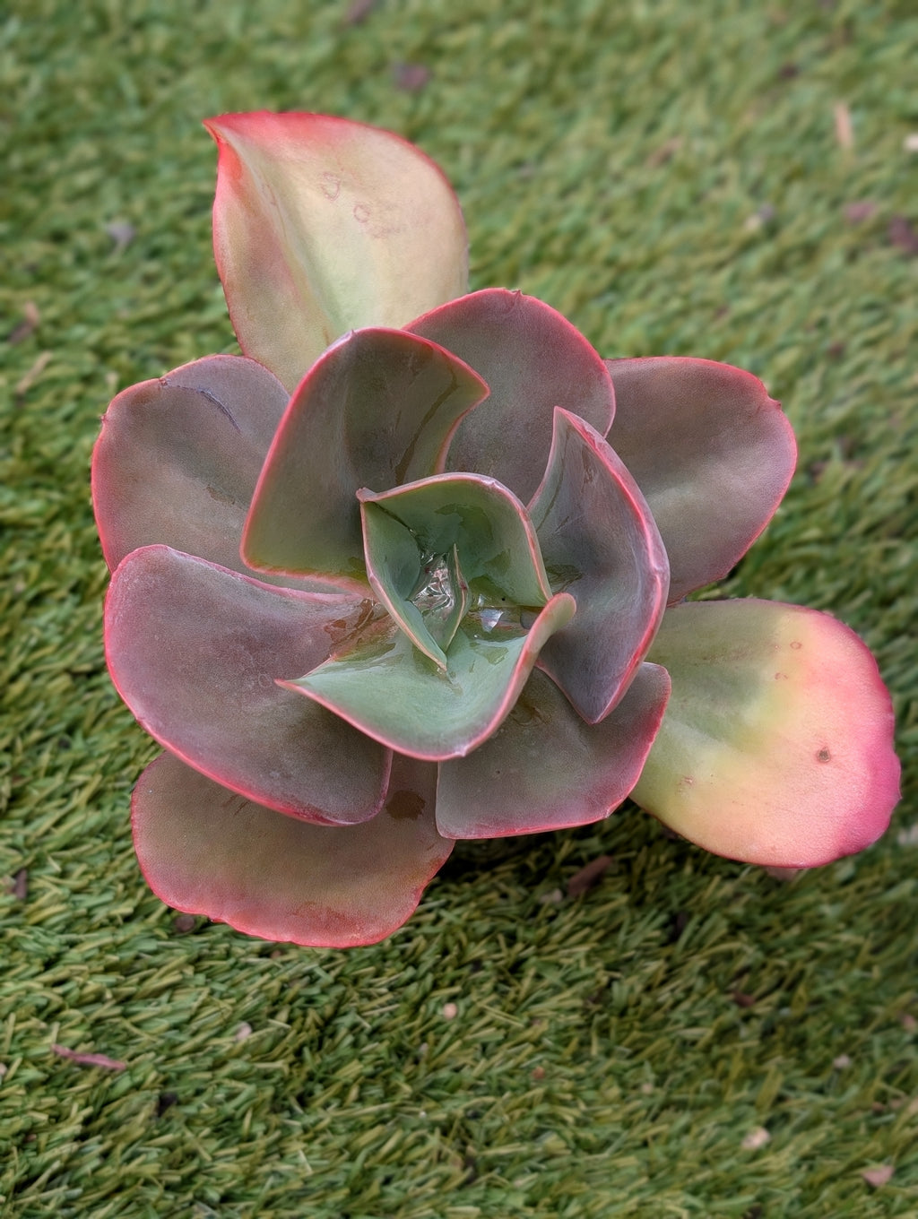Echeveria Gibbiflora Hybrid Purple