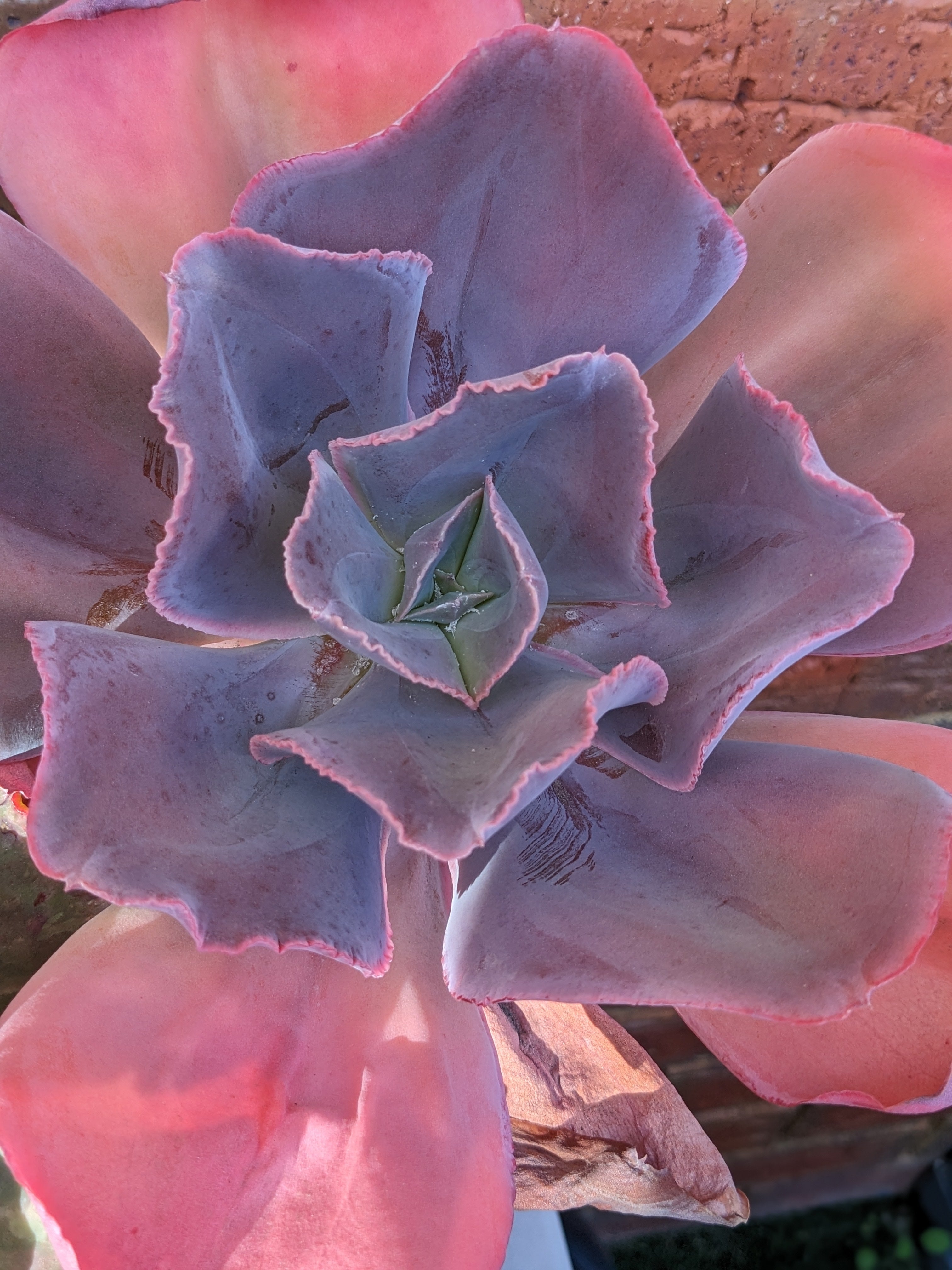 Echeveria Gibbiflora Hybrid Purple