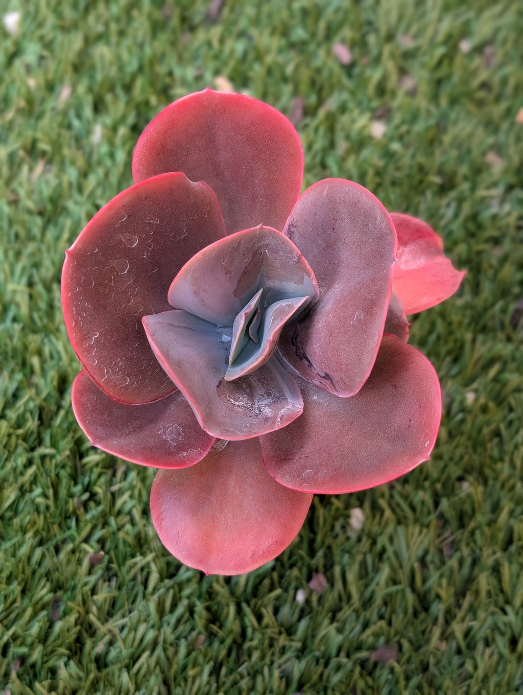Echeveria Gibbiflora Hybrid Purple