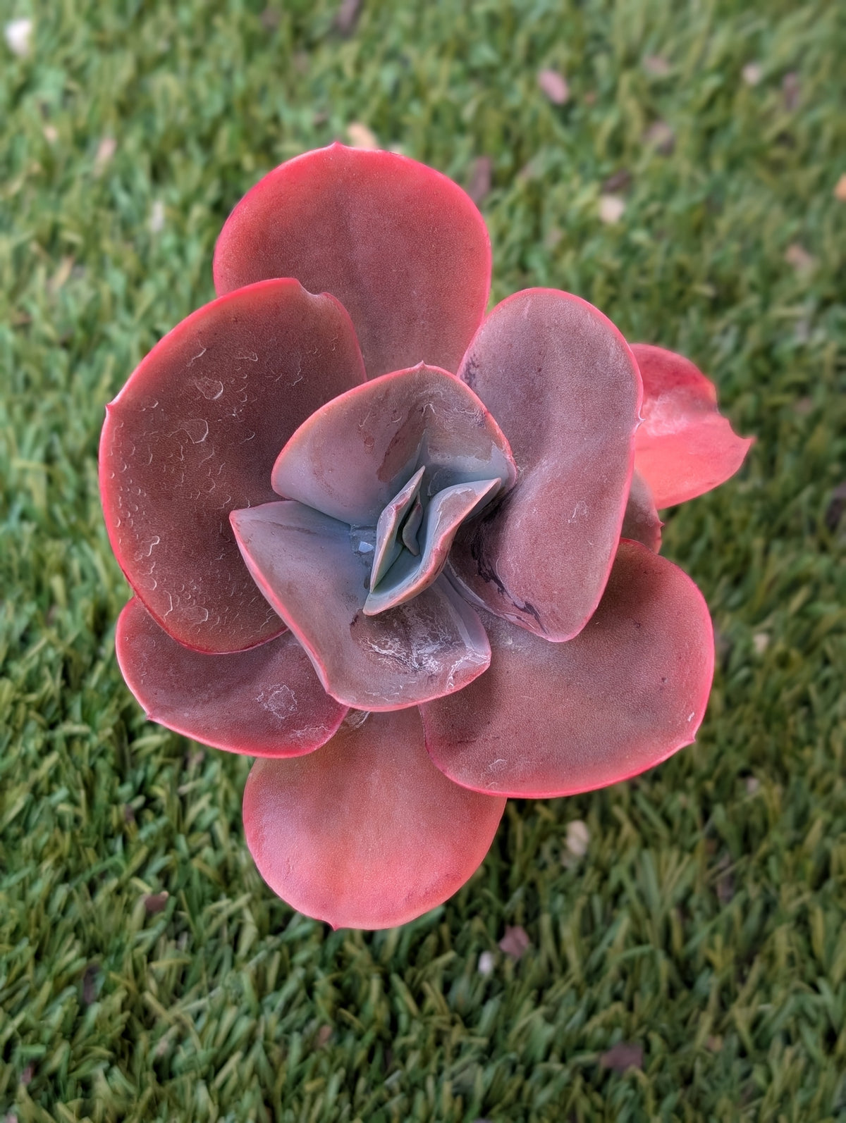Echeveria Gibbiflora Hybrid Purple