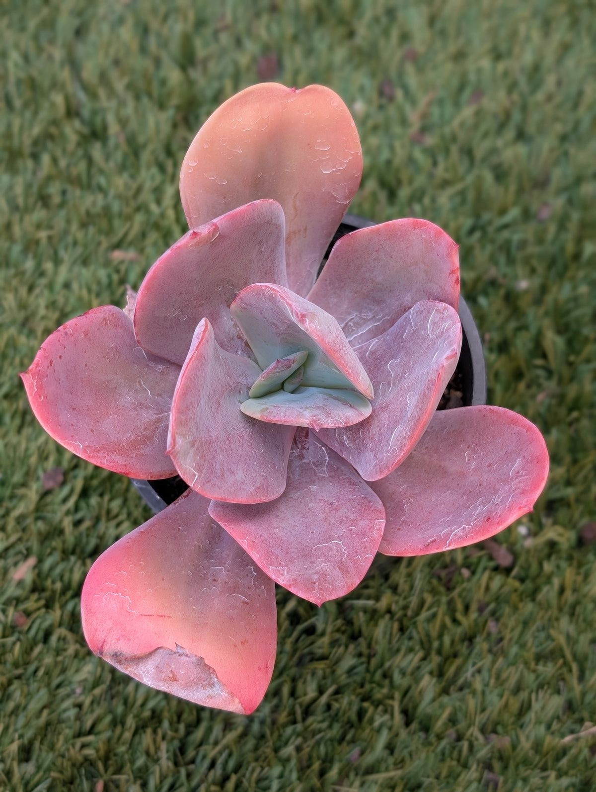 Echeveria Gigantea Oaxaca