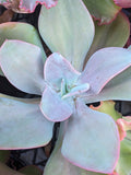 Echeveria Gigantea Oaxaca