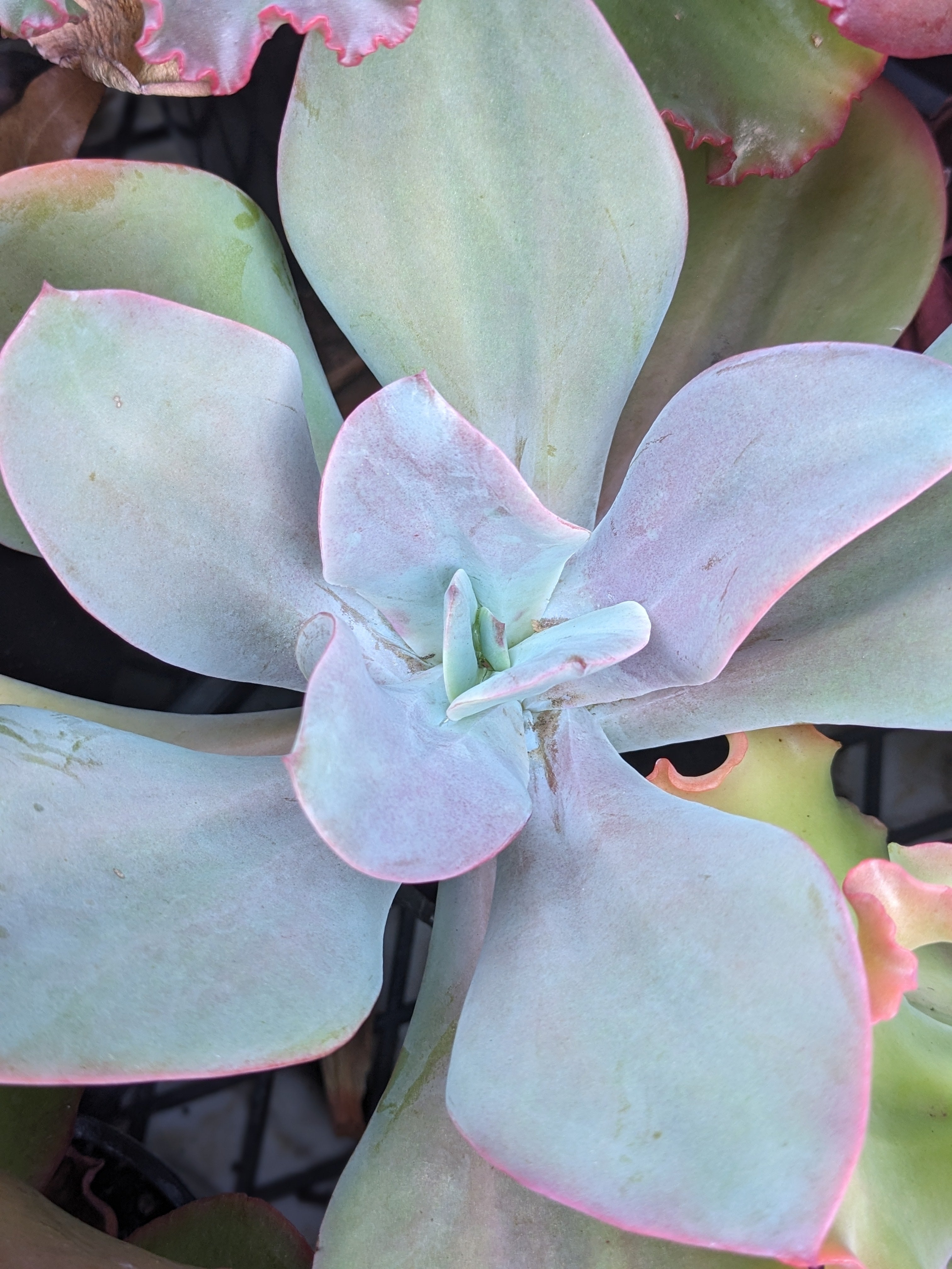 Echeveria Gigantea Oaxaca