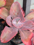 Echeveria Gigantea Oaxaca