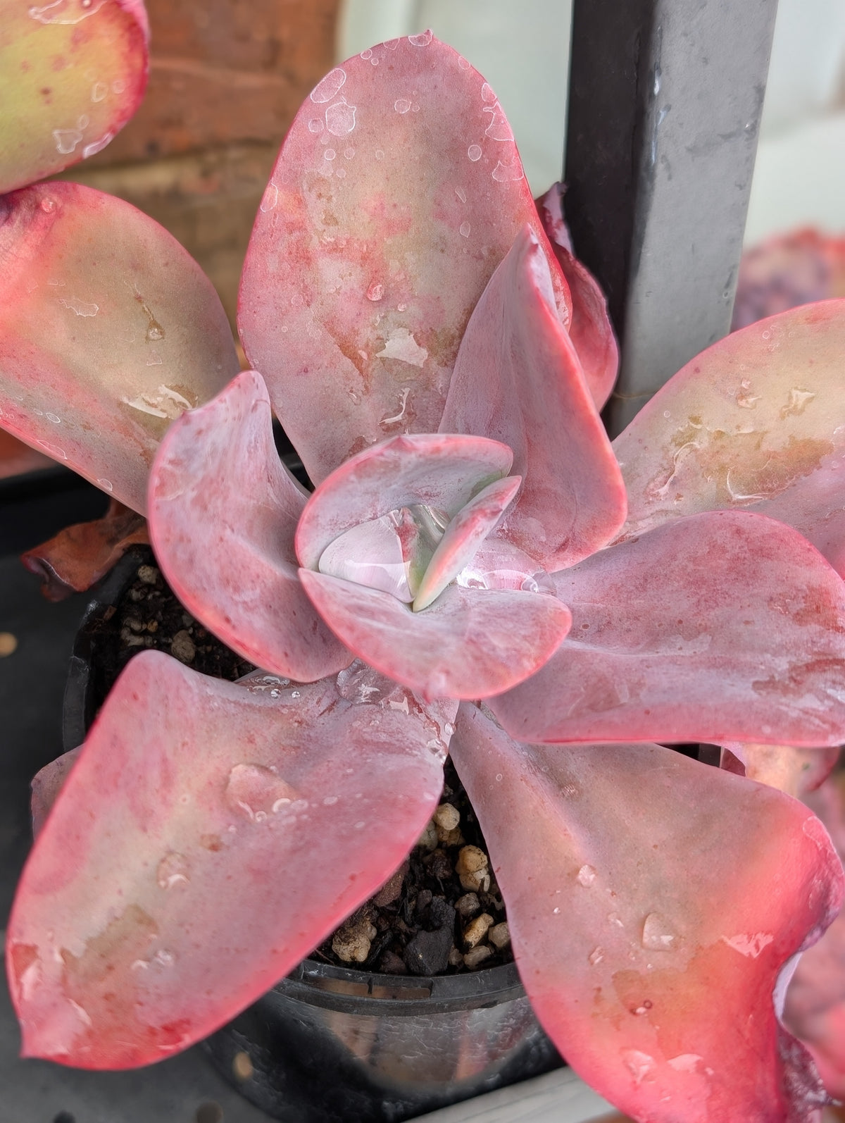 Echeveria Gigantea Oaxaca