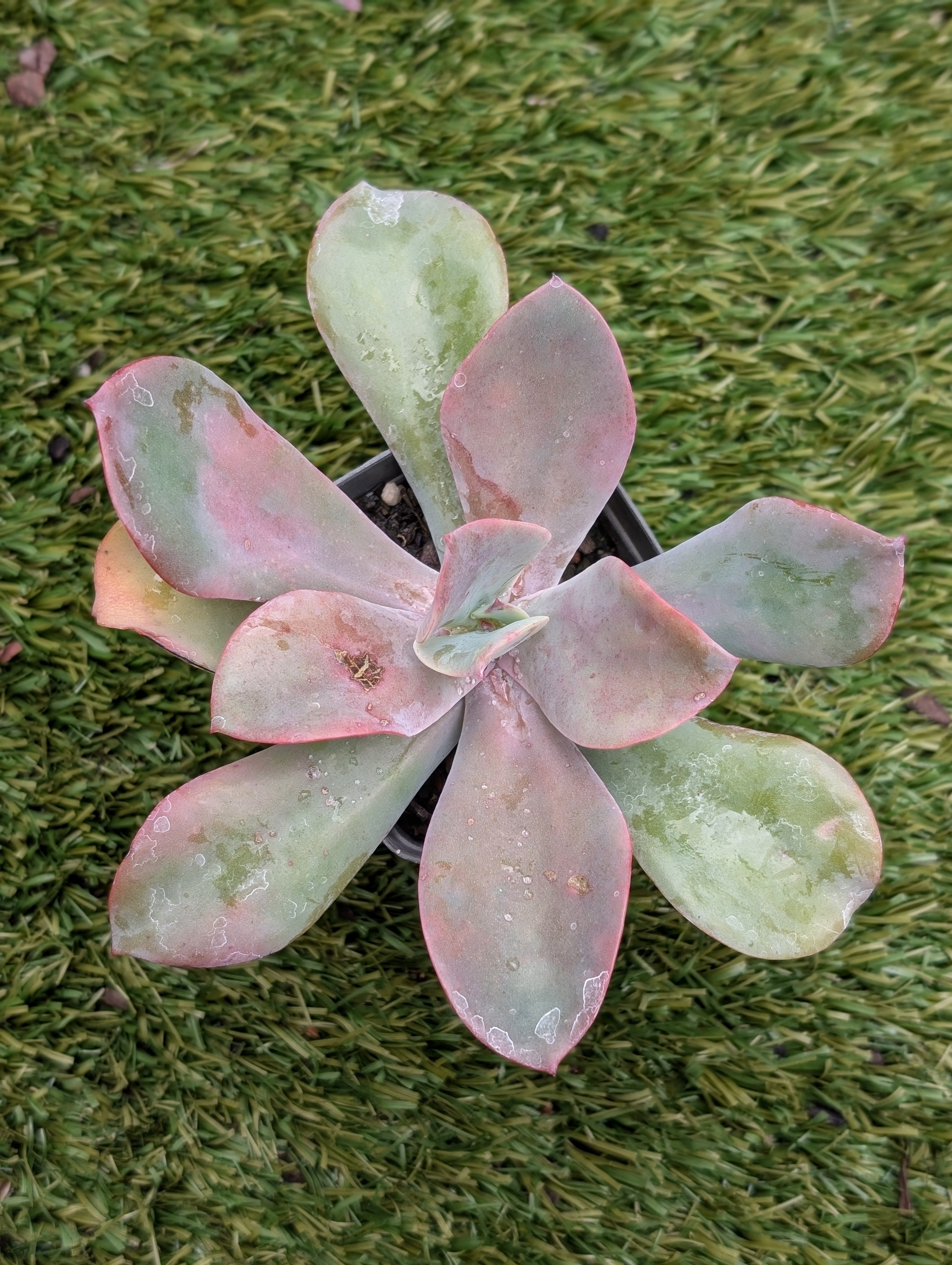 Echeveria Gigantea Oaxaca