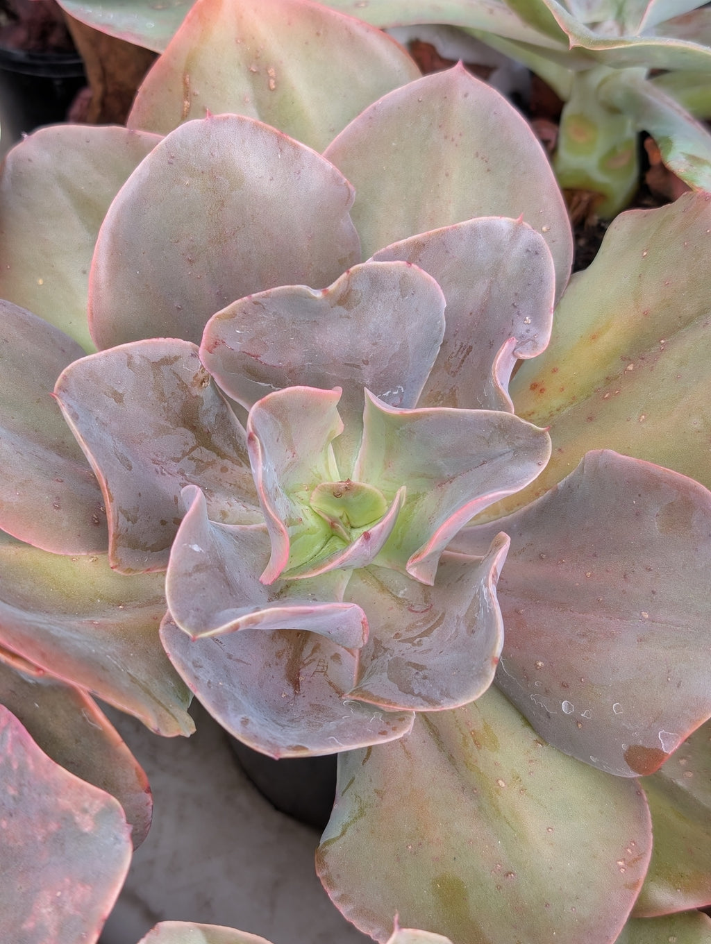 Echeveria Gingerbread