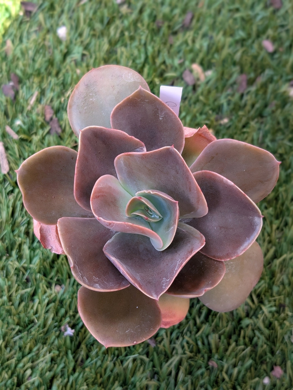 Echeveria Gingerbread