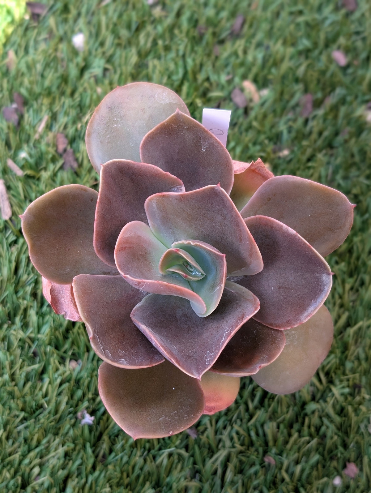 Echeveria Gingerbread