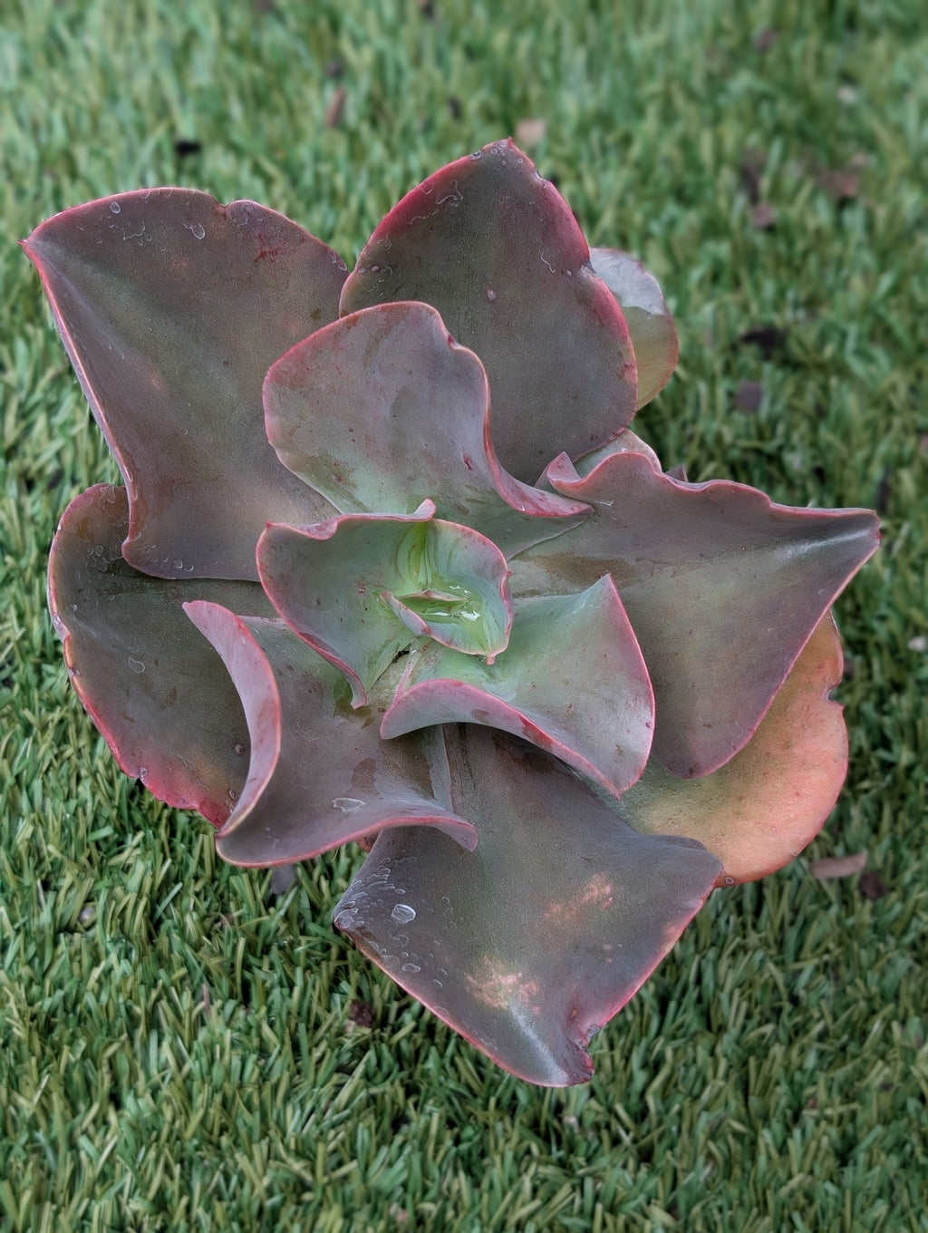 Echeveria Gingerbread