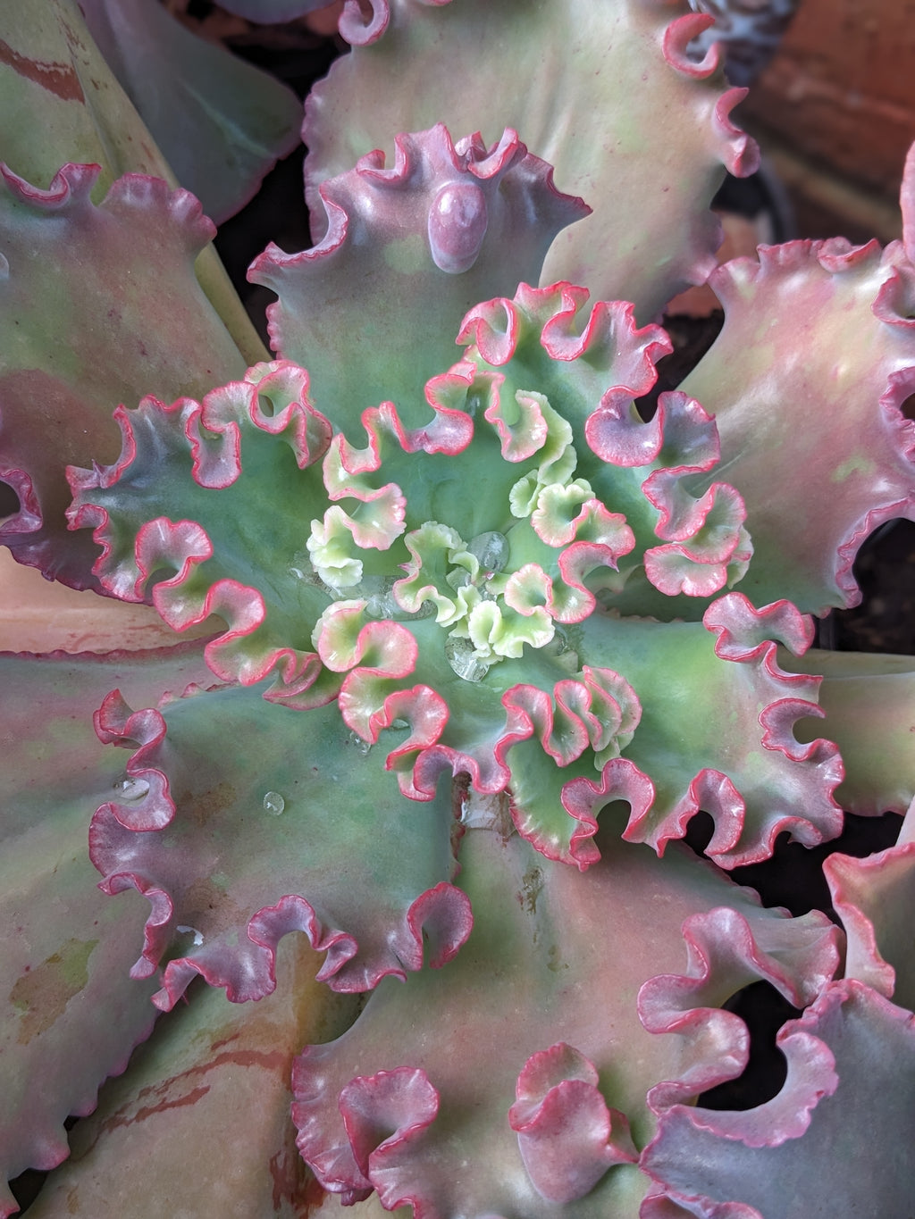 Echeveria Goliath
