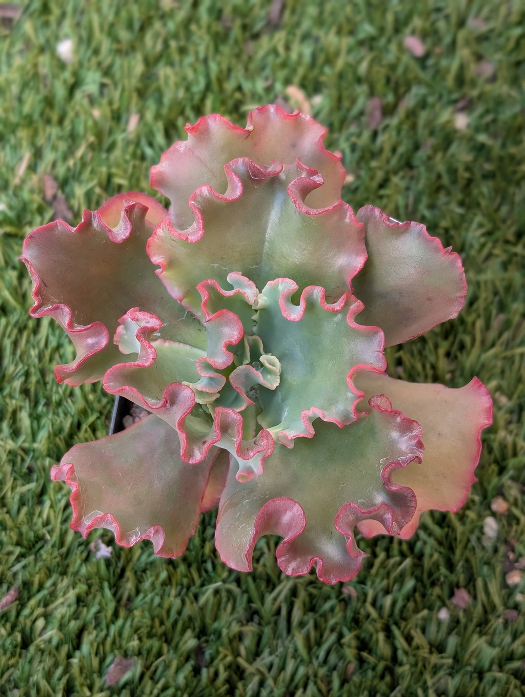 Echeveria Goliath