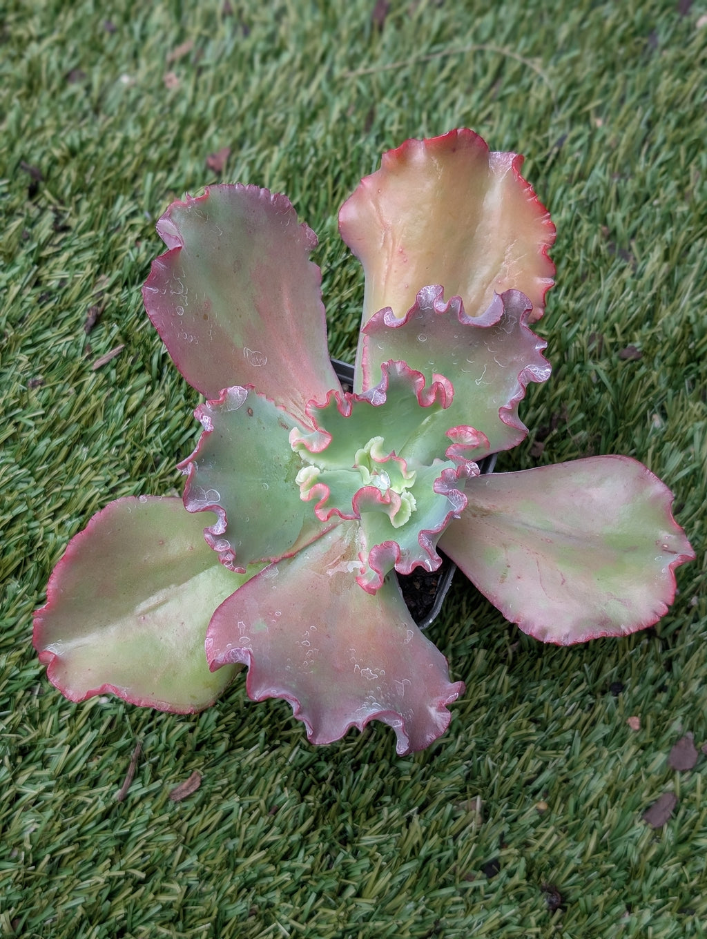 Echeveria Goliath