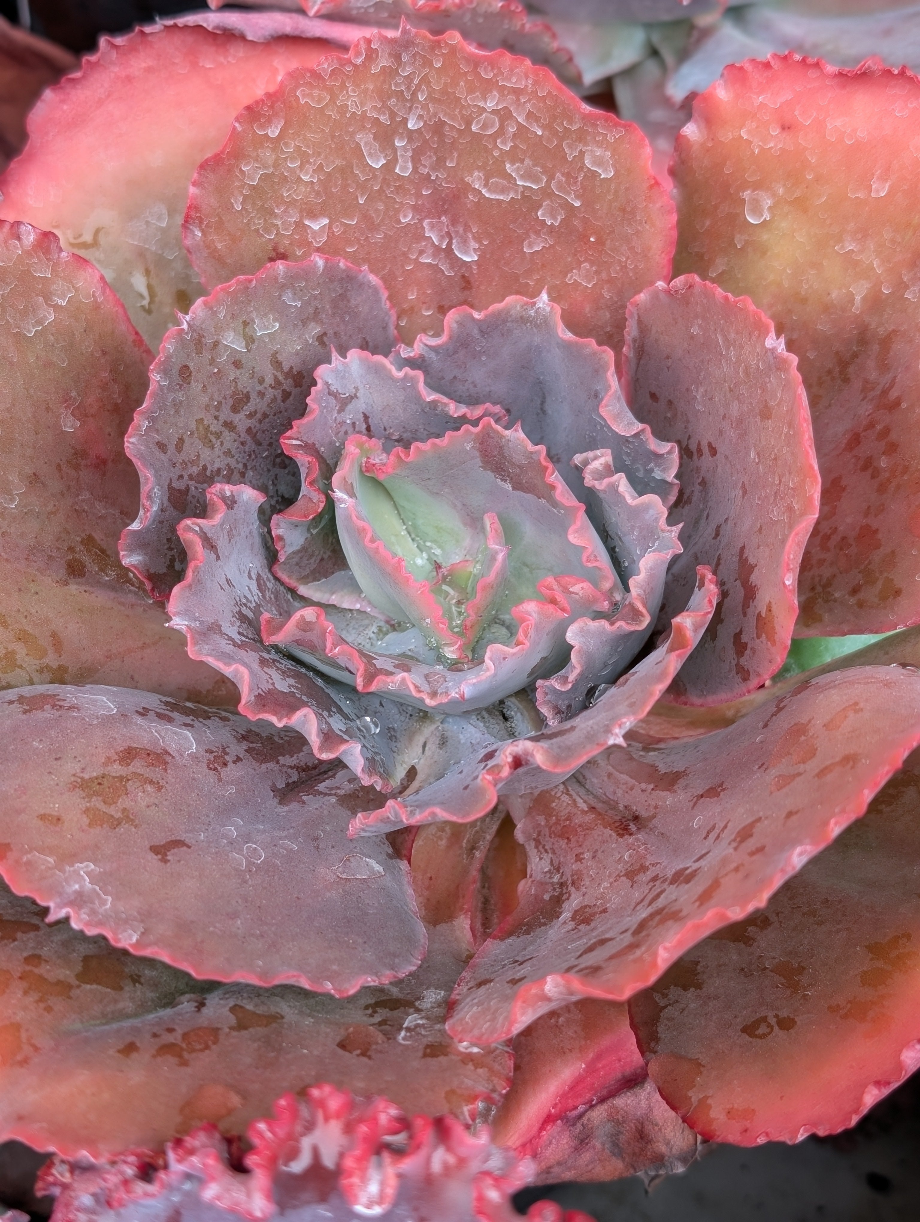 Echeveria Green Blaze
